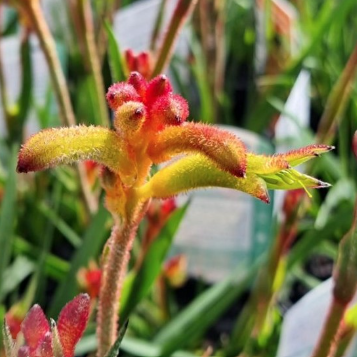 Anigozanthos Bush Surprise