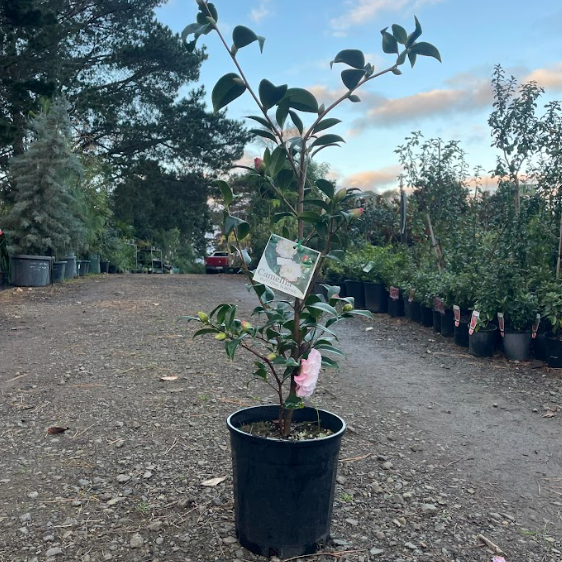 Camellia x williamsii Buttons n Bows