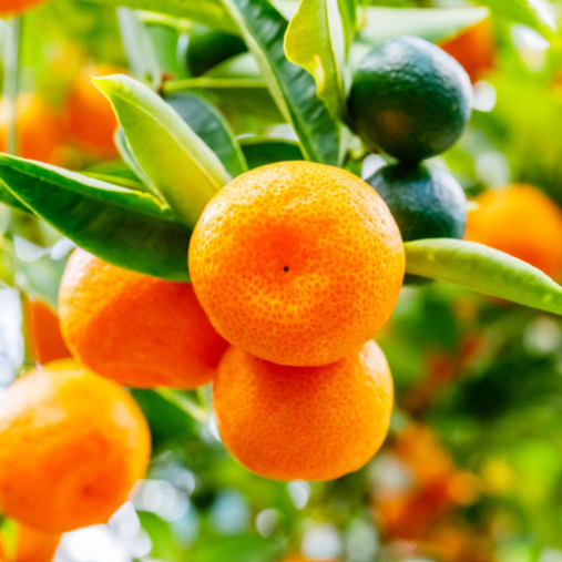 Citrus japonica (syn. Fortunella) Calamondin Variegated