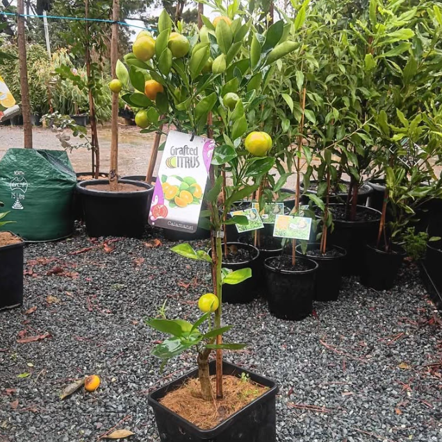 Citrus x. microcarpa syn. Fortunella Calamansi Dwarf
