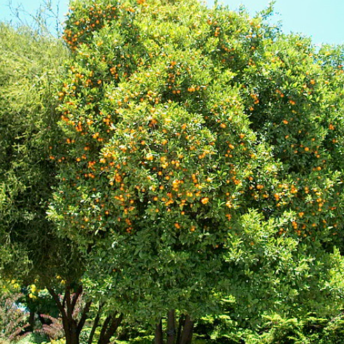 Citrus x. microcarpa Calamansi