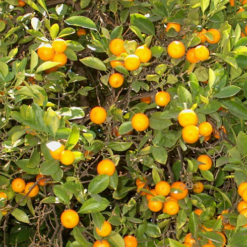 Citrus x. microcarpa syn. Fortunella Calamansi Dwarf