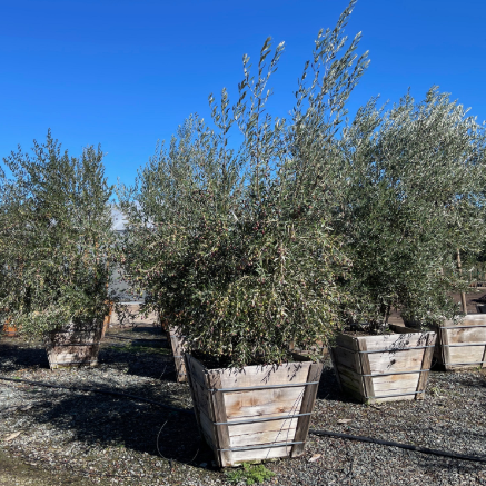 Olea europea Californian Queen Olive