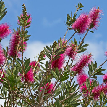 Callistemon Burgundy