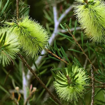 Callistemon pachyphyllus Green