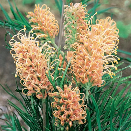 Grevillea hybrida Caloundra Gem