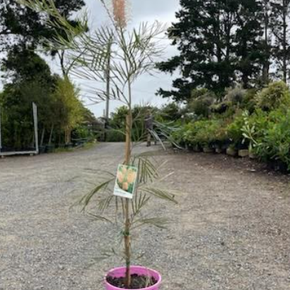 Grevillea hybrida Caloundra Gem