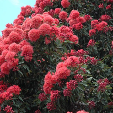 Corymbia ficifolia Calypso Queen