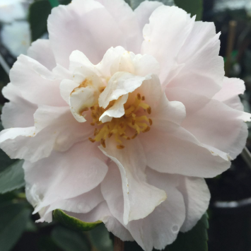 Camellia sasanqua Snow