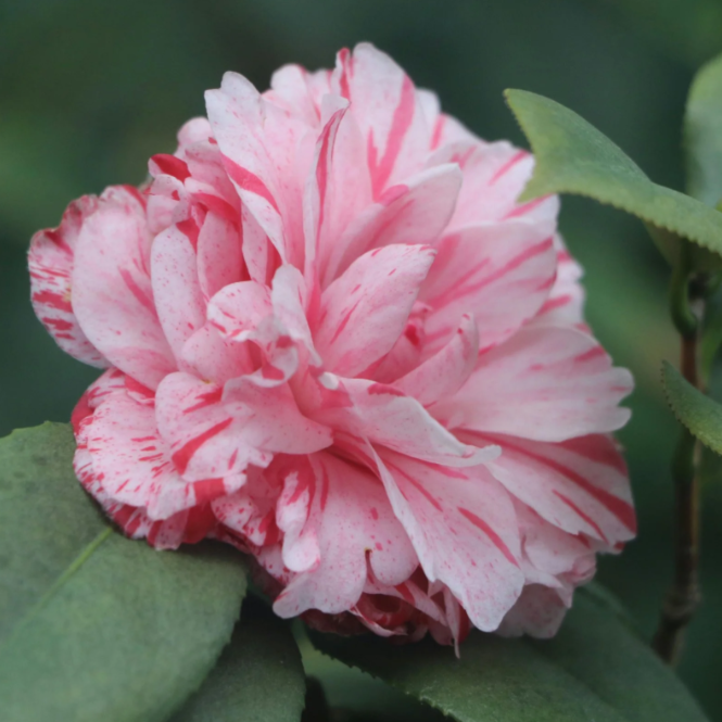 Camellia sasanqua Paradise rtm Starburst