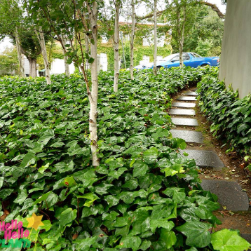 Hedera canariensis
