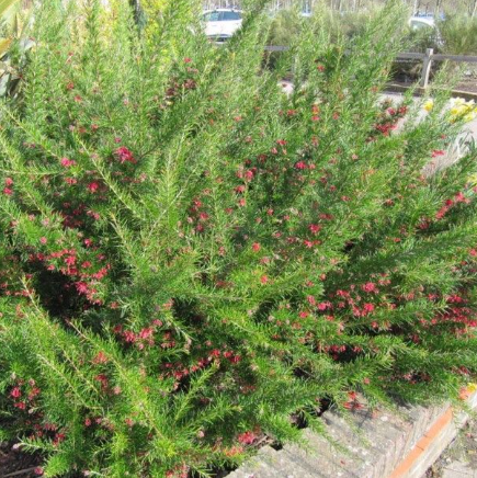 Grevillea juniperina Canberra Gem