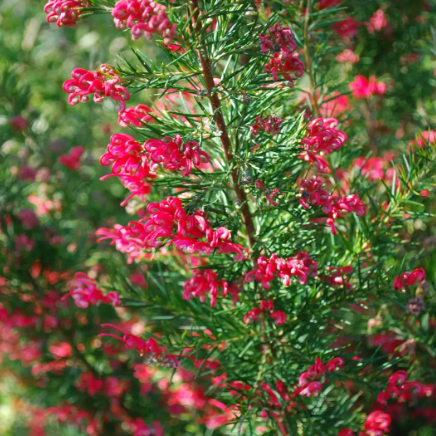 Grevillea juniperina Canberra Gem