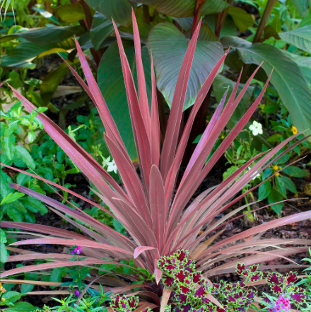 Cordyline australis Can Can