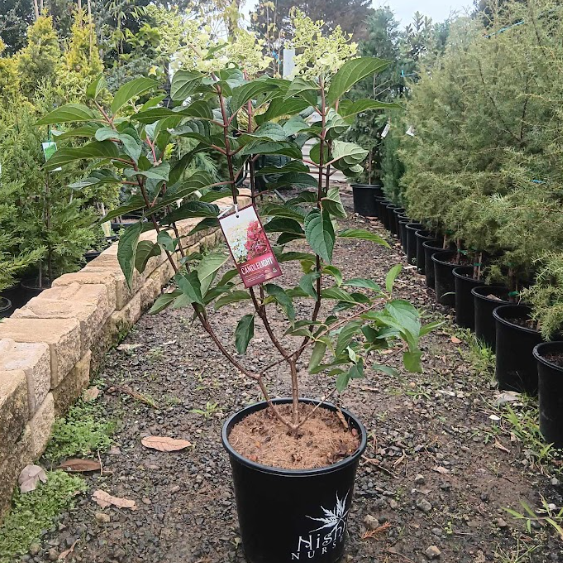 Hydrangea paniculata Candlelight PBR