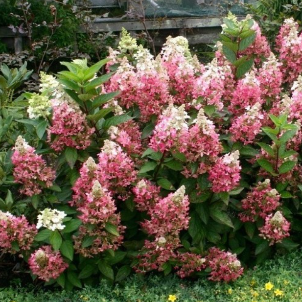Hydrangea paniculata Candlelight PBR