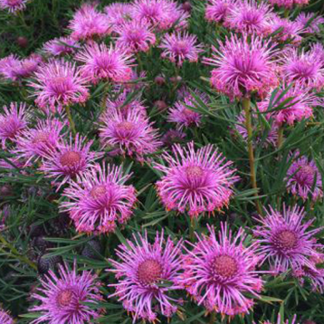 Isopogon Candy Cones