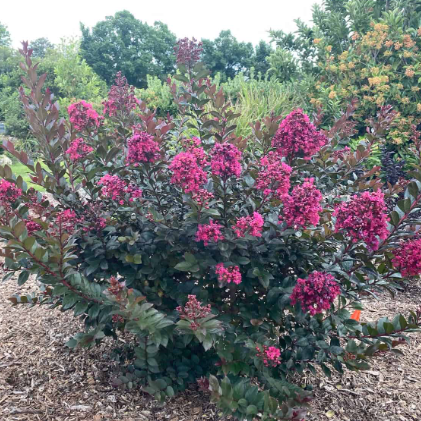 Lagerstroemia indica Canopy