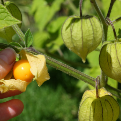 Physalis peruviana Cape Gooseberry