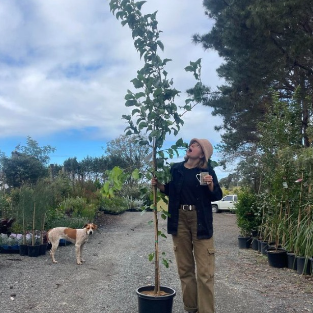 Pyrus calleryana Capital