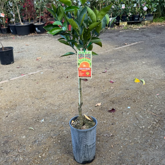 Citrus sinensis Cara Cara Blood Orange
