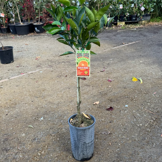 Citrus sinensis Cara Cara Dwarf