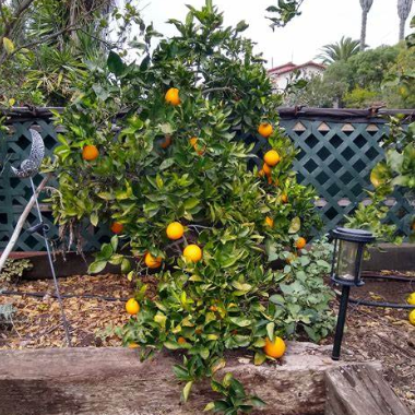 Citrus sinensis Cara Cara Dwarf