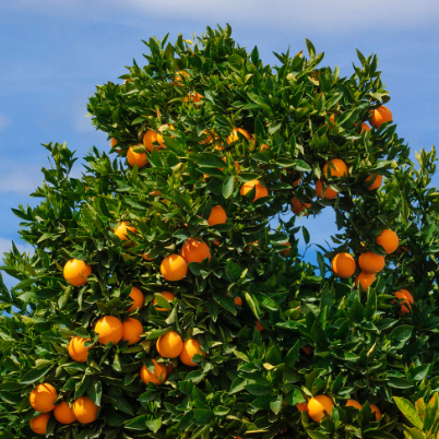 Citrus sinensis Cara Cara Blood Orange