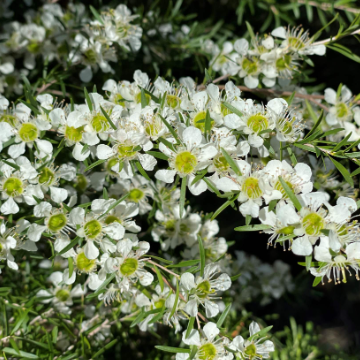 Leptospermum Cardwell