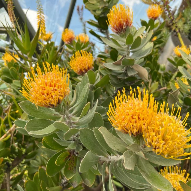Leucospermum cordifolium hybrid Carnival Copper