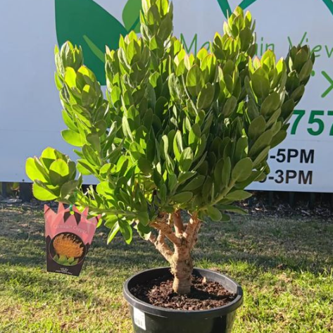Leucospermum cordifolium hybrid Carnival Copper