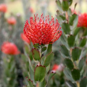 Leucospermum cordifolium x pattersonii Carnival Crimson