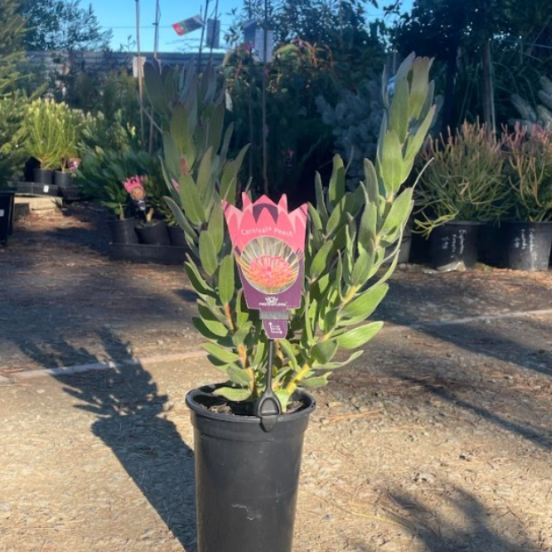 Leucospermum formosum hybrid Carnival Peach