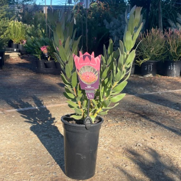 Leucospermum patersonii Carnival® Coast