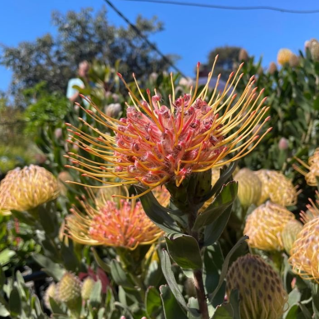 Leucospermum formosum hybrid Carnival Peach
