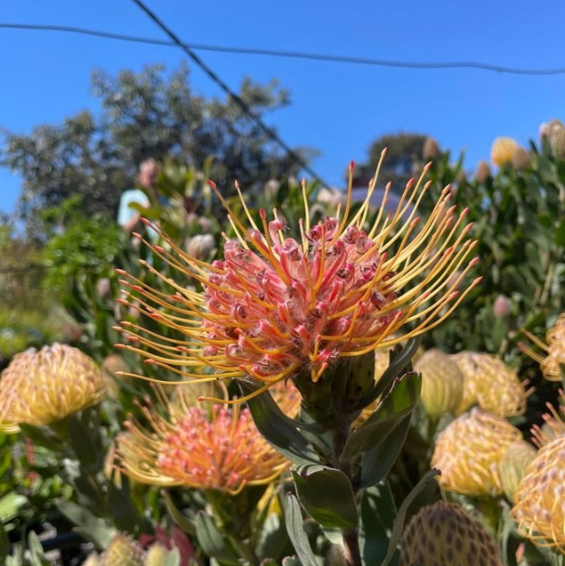 Leucospermum patersonii Carnival® Coast