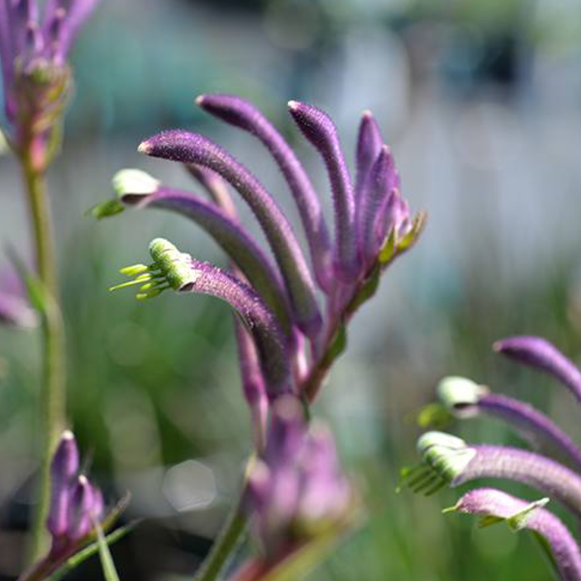 Anigozanthos Celebrations Carnivale PBRe – Mountain View Nursery