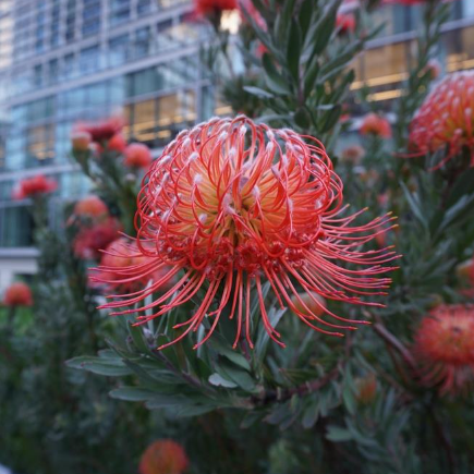 Leucospermum patersonii Carnival Flame