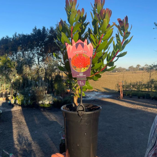 Leucospermum glabrum x tottum Carnival Red