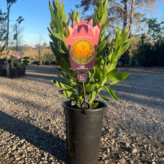 Leucospermum Carnival Yellow