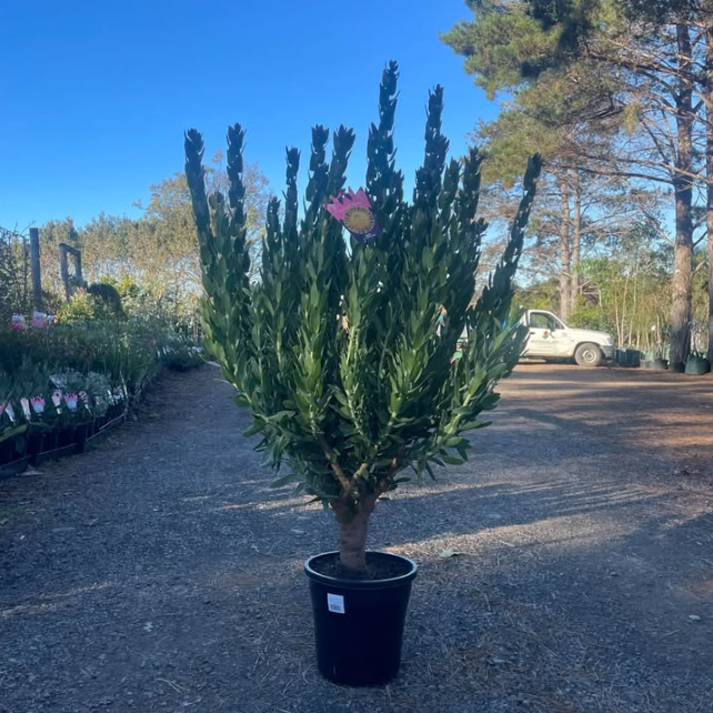 Leucospermum Carnival Yellow