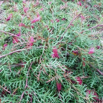 Grevillea Carpet Layer