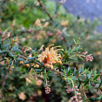 Grevillea Carpet Queen