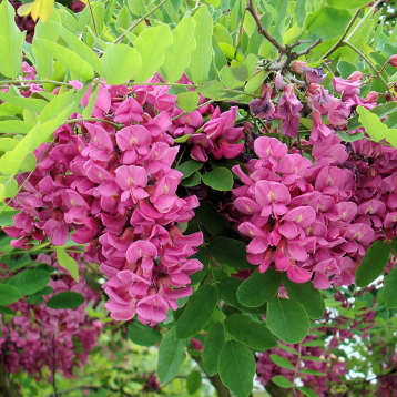 Robinia pseudoacacia Casque Rouge