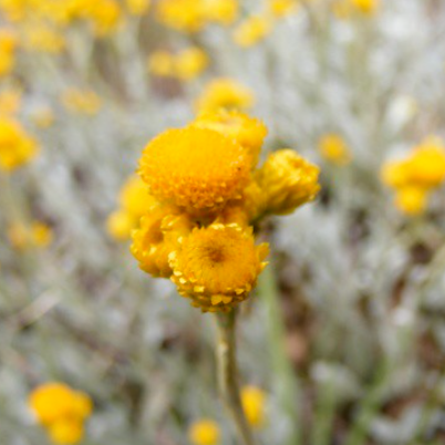 Chrysocephalum apiculatum Cates Orange