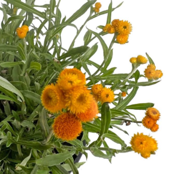 Chrysocephalum apiculatum Cates Orange