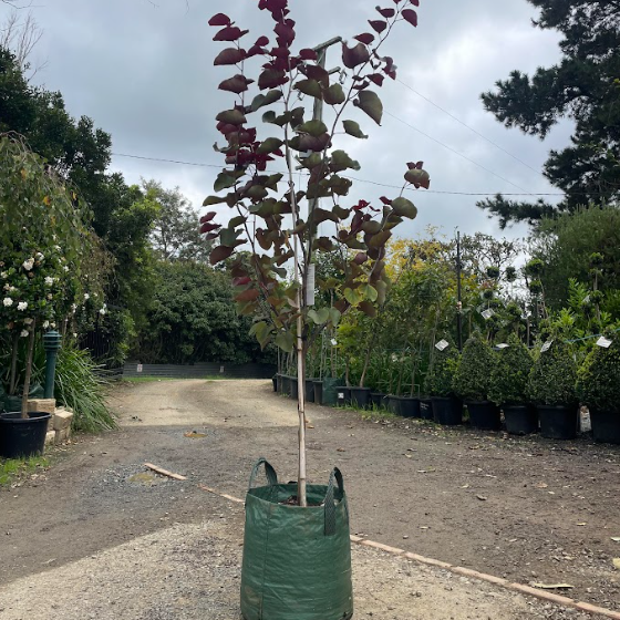 Cercis canadensis Forest Pansy