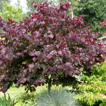 Cercis canadensis Forest Pansy