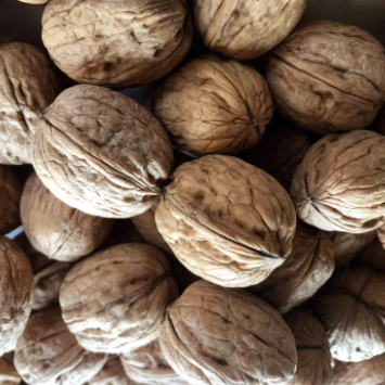 Juglans regia Chandler Walnut