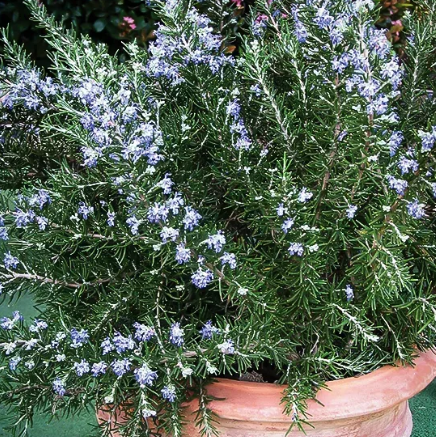 Rosmarinus officinalis Chefs Choice